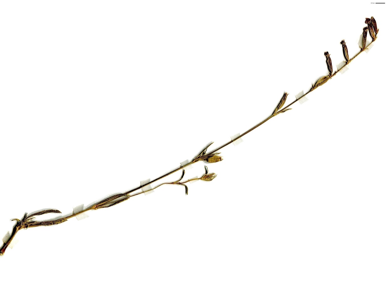 Silene nocturna (Caryophyllaceae)